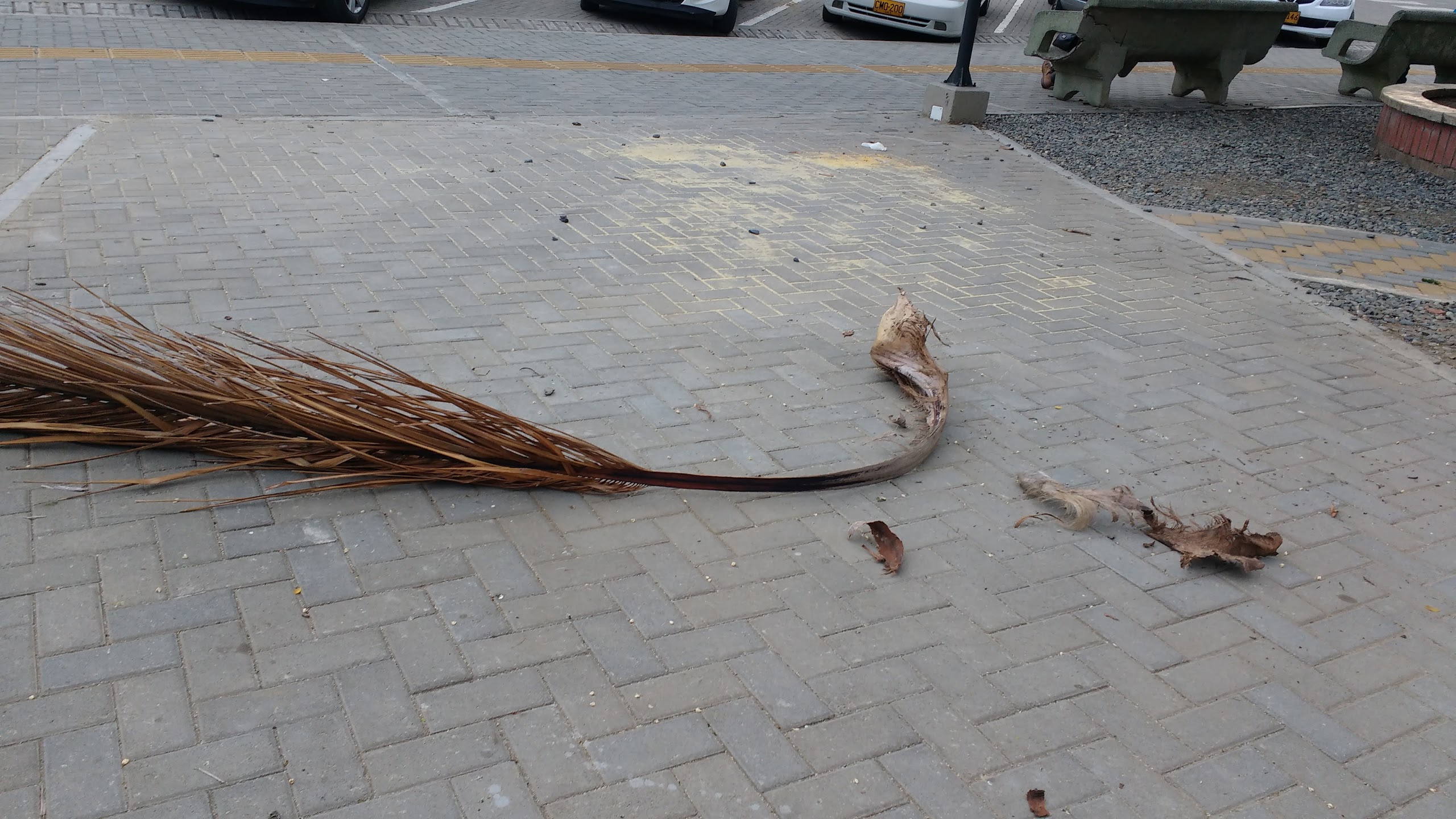 Deze palmtak kregen wij bijna op ons hoeft toen de pacific breeze zijn werk deed op het plein van Roldanillo. 