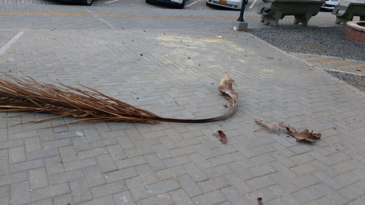 Deze palmtak kregen wij bijna op ons hoeft toen de pacific breeze zijn werk deed op het plein van Roldanillo. 