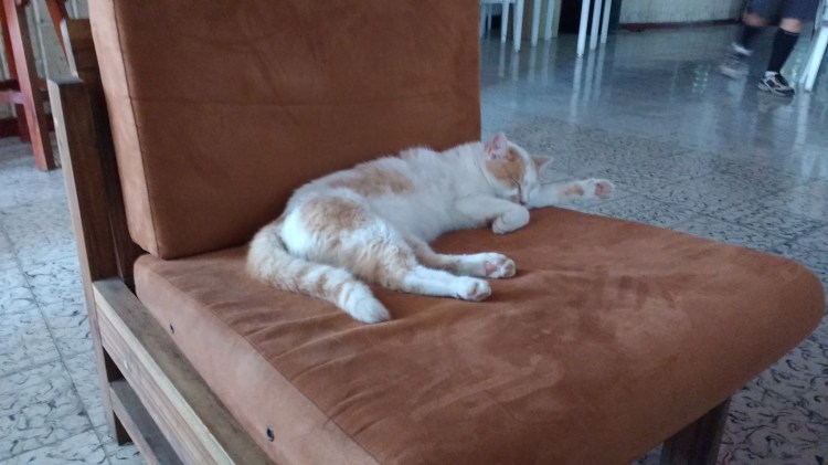 De huiskat vind het allemaal prima, dat de Club Los Goronnos volstroomt met piloten wanneer daar het HQ van de competitie is